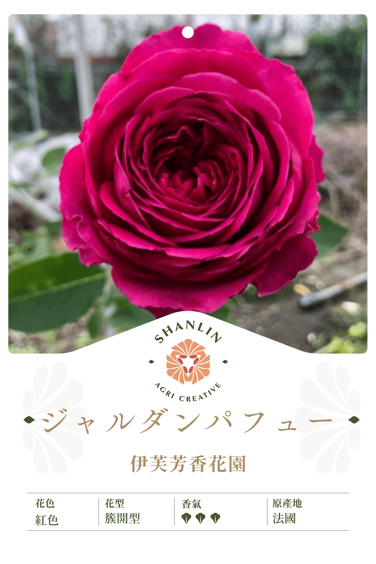 伊芙芳香花園